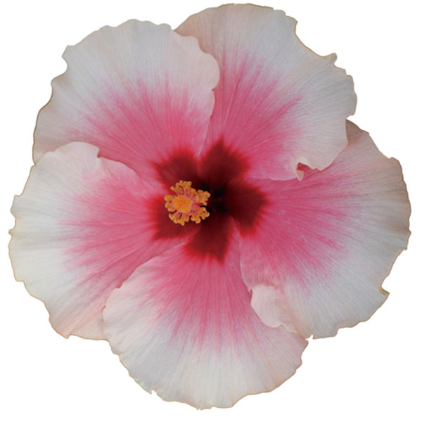 園芸ネット本店｜「長く咲き続けるグラフハイビスカス（ニューロング