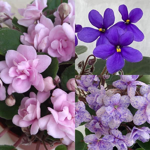 園芸ネット本店｜セントポーリア：トレイル種3種3株セットB の通販【公式】