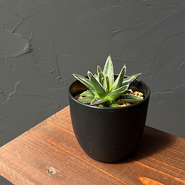 園芸ネット本店｜アガベ：笹の雪 3.5号鉢植え の通販【公式】