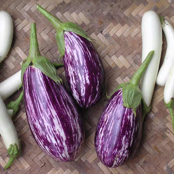 園芸ネット本店｜ナス：アレキサンドラの種[春まき ジューシーで