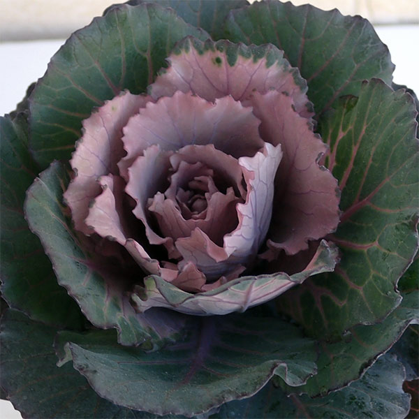 園芸ネット本店｜ハボタン（アンティーク系）：萌花ショコラ（モカ