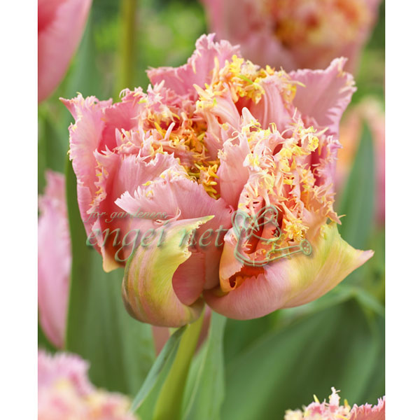 園芸ネット本店｜チューリップ（八重咲き）：ピンクマジック5球入り