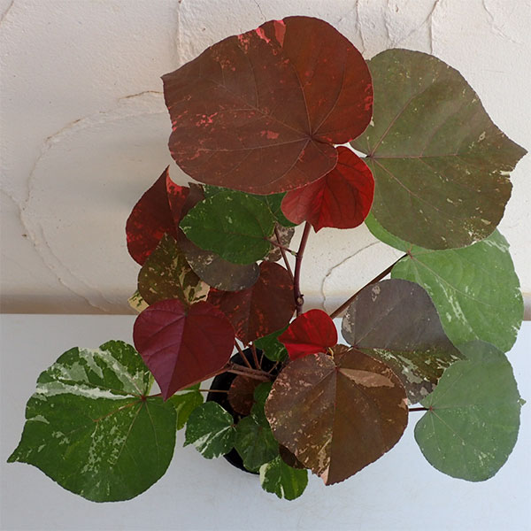 園芸ネット本店｜オオハマボウ：斑入り 3号ポット の通販【公式】