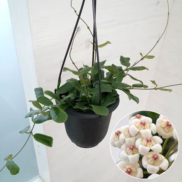 園芸ネット本店｜ホヤ：ロツンデフォリア 4号吊り鉢 の通販【公式】