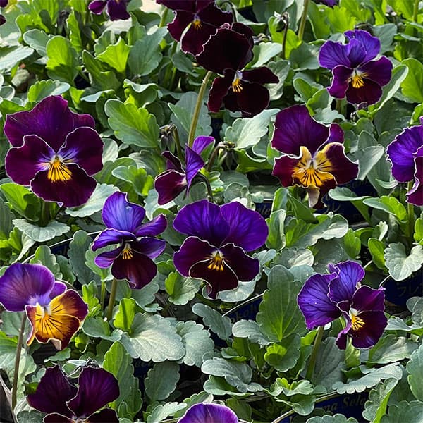 園芸ネット本店｜ビオラ：フレアーブルークラシック3号ポット 12株