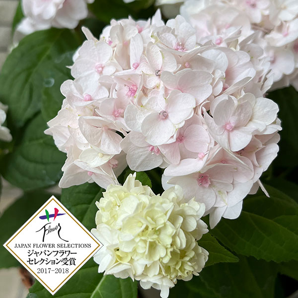 園芸ネット本店｜ヤマアジサイ：うるは 4号鉢植え の通販【公式】