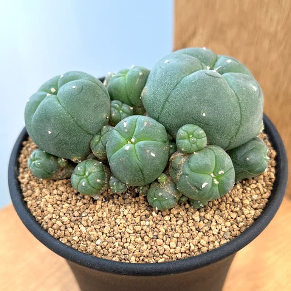 園芸ネット本店｜サボテン：ロフォフォラ 仔吹き鳥羽玉 3.5号鉢植え