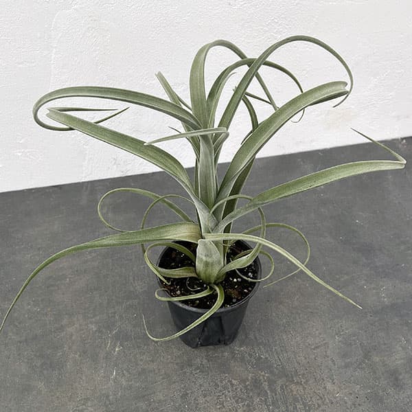 園芸ネット本店｜チランジア：カーリースリム 4号硬質ポット の通販