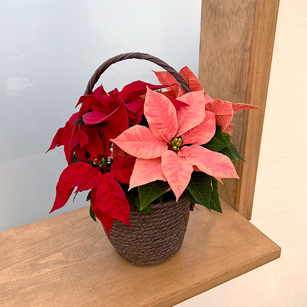 園芸ネット本店｜ポインセチア：2色植え（レッド＆ピンク）バスケット
