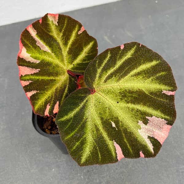園芸ネット本店｜ベゴニア：ソリムタータ バリエガータ（ピンク斑入り