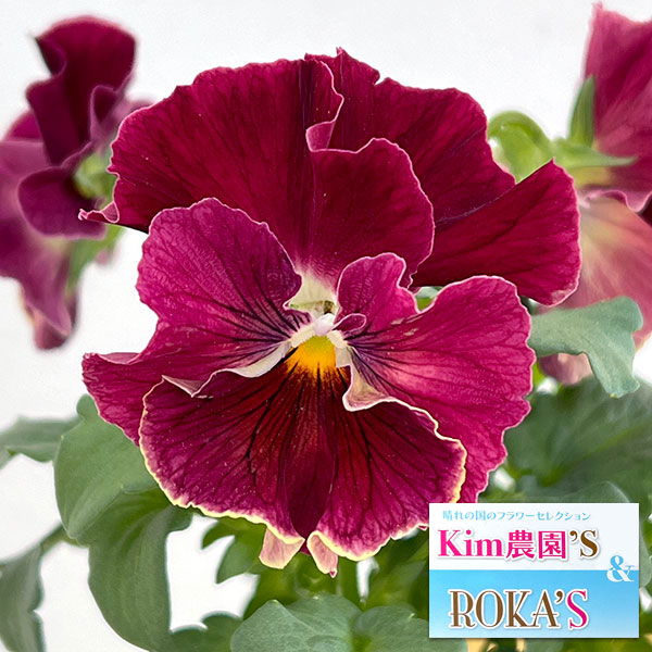 園芸ネット本店｜Kim農園さんのパンジービオラ：みるくあずき3.5号