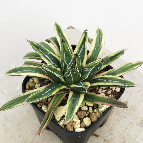 園芸ネット本店｜アガベ：笹の雪 輝山 8cmスクエア鉢24-01 の通販【公式】