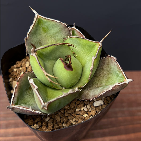 園芸ネット本店｜アガベ：ジャガーノート 2.5号鉢植え の通販【公式】