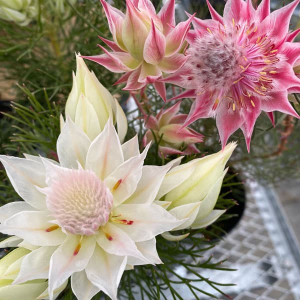 園芸ネット本店｜セルリア：ブラッシングブライド＆プリティピンク 5号