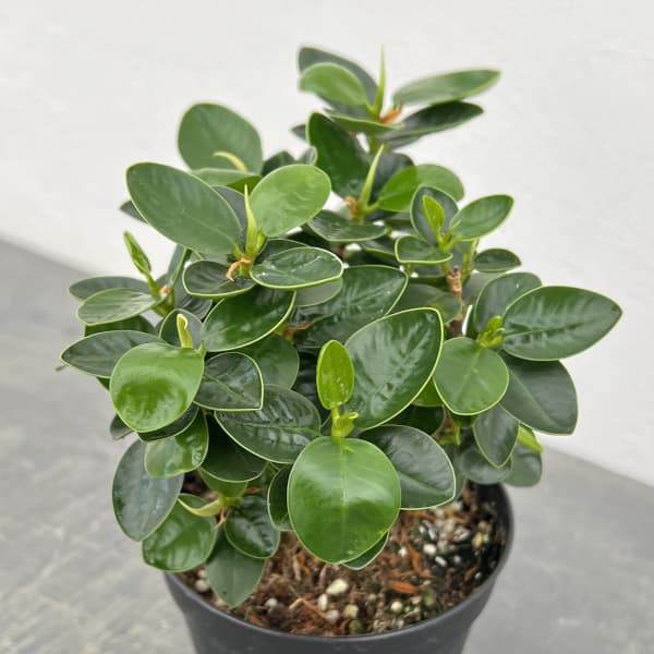 園芸ネット本店｜ガジュマル：パンダガジュマル 3.5号鉢植え（盆栽風