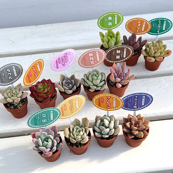 園芸ネット本店｜多肉植物アソート1号ポット おまかせ 12株セット の
