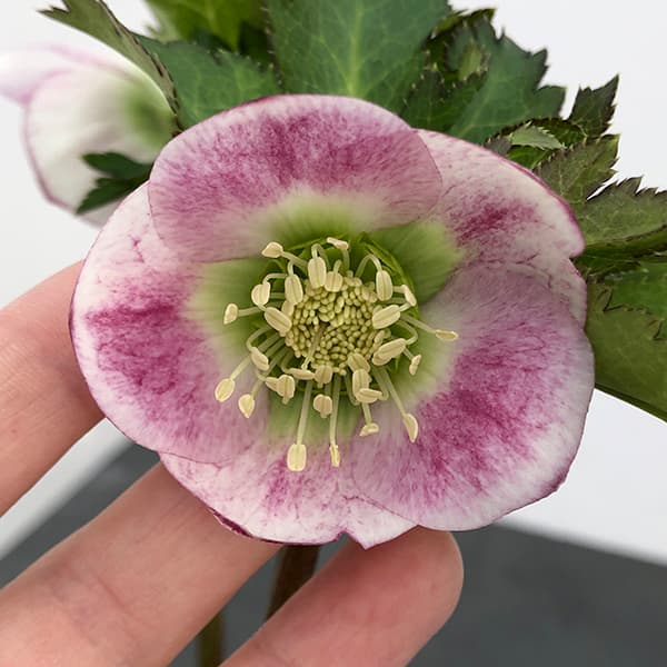 園芸ネット本店｜大和園さんのクリスマスローズ：25-02パステリッシュ