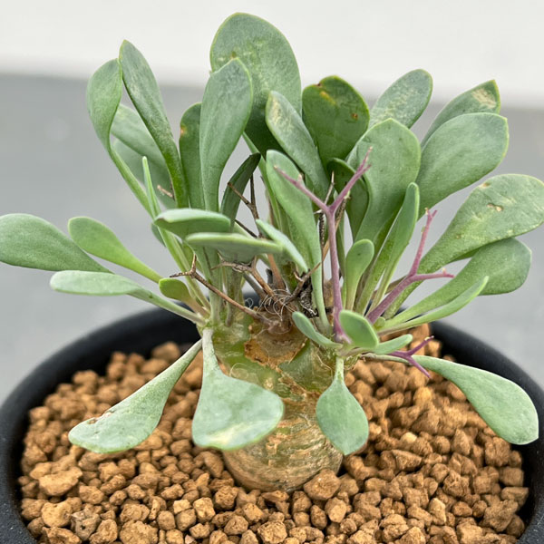 園芸ネット本店｜オトンナ：ユーフォルビオイデス（黒鬼城）2.5号鉢 の