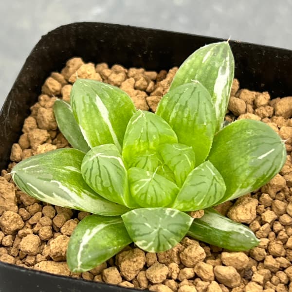 園芸ネット本店｜[ザ・ファームセレクト]ハオルチア：グリーン