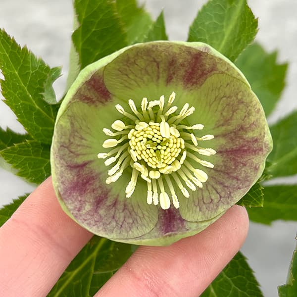 園芸ネット本店｜大和園さんのクリスマスローズ：25-18グリーンパステ