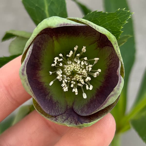 園芸ネット本店｜大和園さんのクリスマスローズ：25-20グリーンパステ