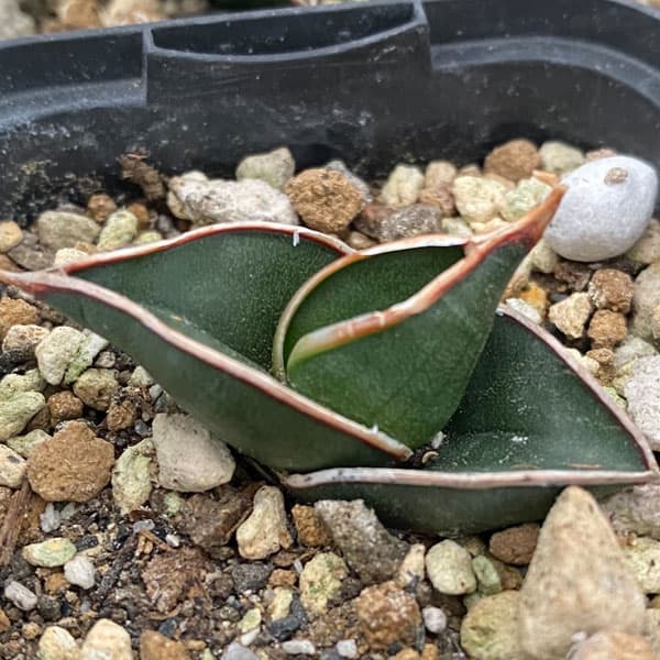 園芸ネット本店｜サンセベリア：ロリダ 2号鉢植え の通販【公式】