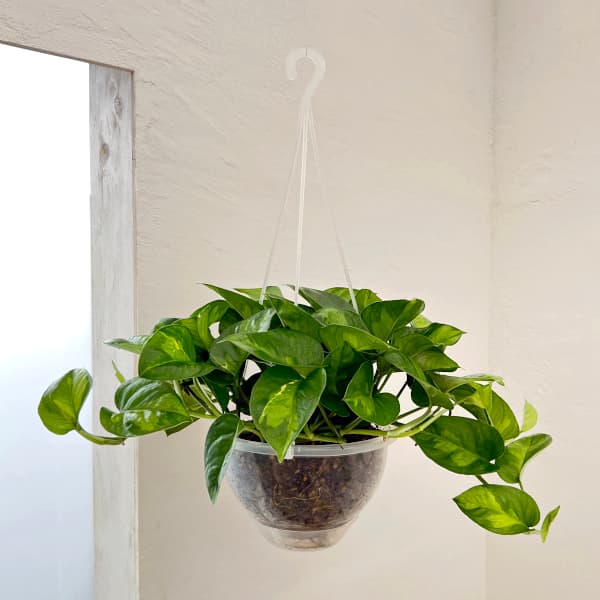 園芸ネット本店｜ポトス：グローバルグリーン6号吊り鉢（ネガミエル