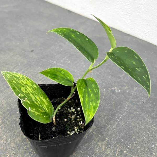 スキンダプサス レア セット H3 園芸ネット本店｜スキンダプサス