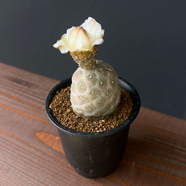 園芸ネット本店｜[ザ・ファームセレクト]サボテン：テフロカクタス