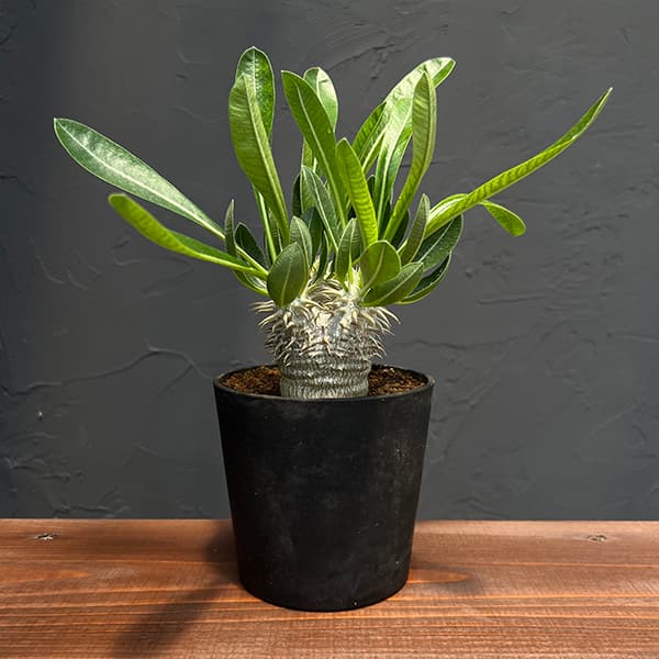 園芸ネット本店｜[ザ・ファームセレクト]パキポディウム：恵比寿大黒