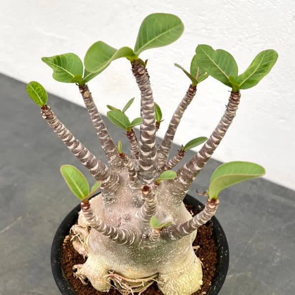 園芸ネット本店｜[ザ・ファームセレクト]アデニウム ：アラビカム