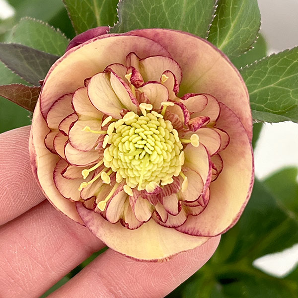 園芸ネット本店｜クリスマスローズ：*サンセットオーケストラ4.5号