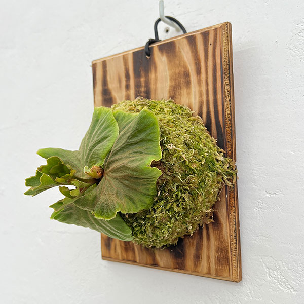 園芸ネット本店｜ビカクシダ（コウモリラン）：リドレイシルベリー