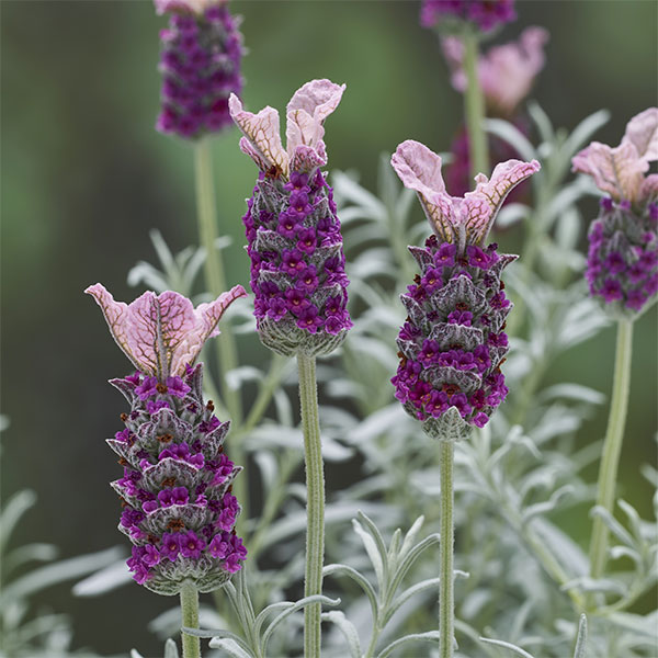 園芸ネット本店｜[26年3月中下旬予約]フレンチラベンダー（シルバー