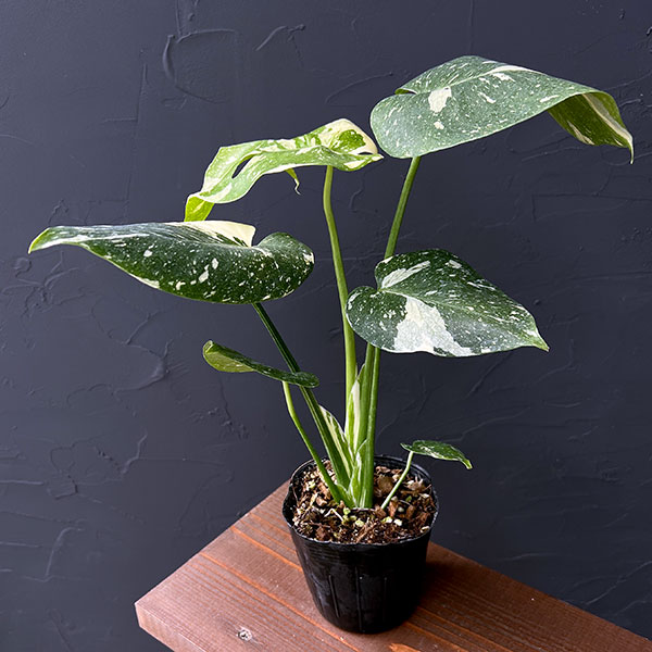 園芸ネット本店｜モンステラ：タイコンステレーション（矮性選抜株）3