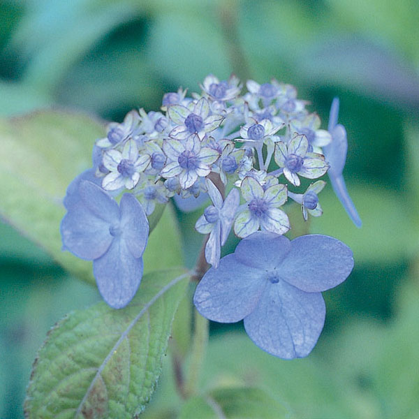 園芸ネット本店｜ヤマアジサイ：ヨコナミノツキ（横浪の月）4号ポット