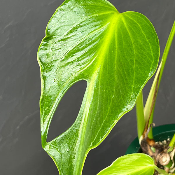 園芸ネット本店｜モンステラ：バールマルクスフレーム 5号鉢植え25-01