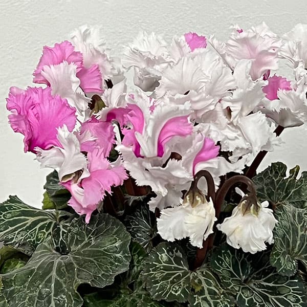 園芸ネット本店｜シクラメン：スワン 咲き分け4.5号鉢植え の通販【公式】