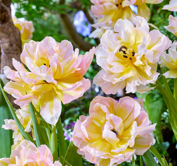 園芸ネット本店｜チューリップ：パスワード（斑入り葉八重咲き）5号