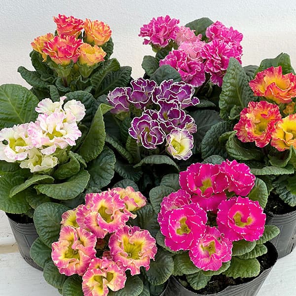 園芸ネット本店｜プリムラ ジュリアン：マーブルフラン花色ミックス 3