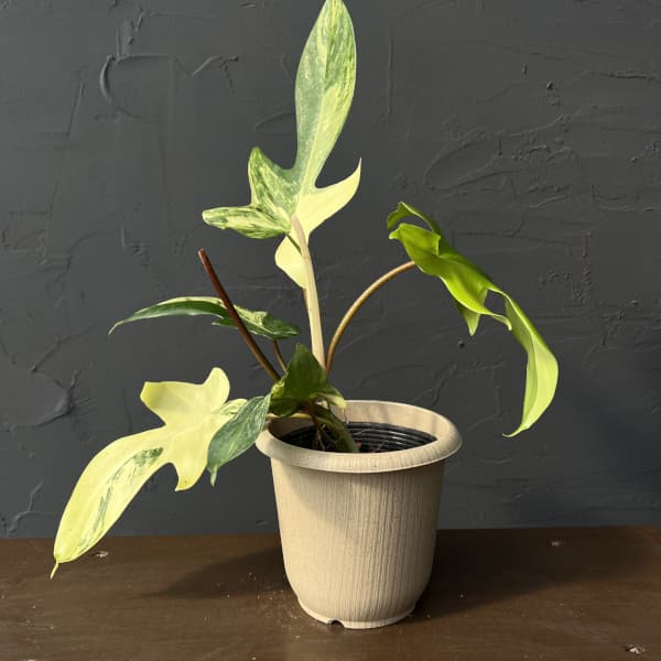 園芸ネット本店｜フィロデンドロン：フロリダビューティーバリエガータ