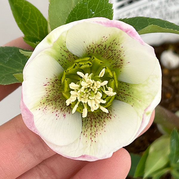 園芸ネット本店｜松村ナーセリーさんのクリスマスローズ：26-41のち紅