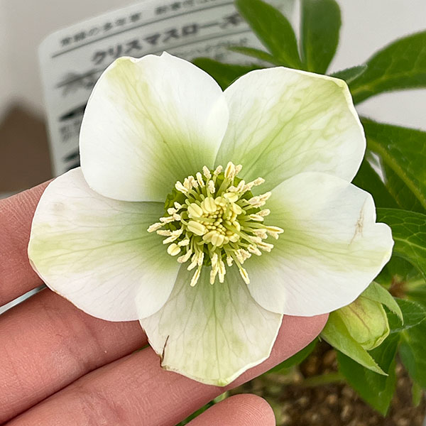 園芸ネット本店｜松村ナーセリーさんのクリスマスローズ：26-43のち紅