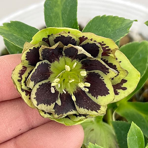 園芸ネット本店｜松村ナーセリーさんのクリスマスローズ：26-76ダブル