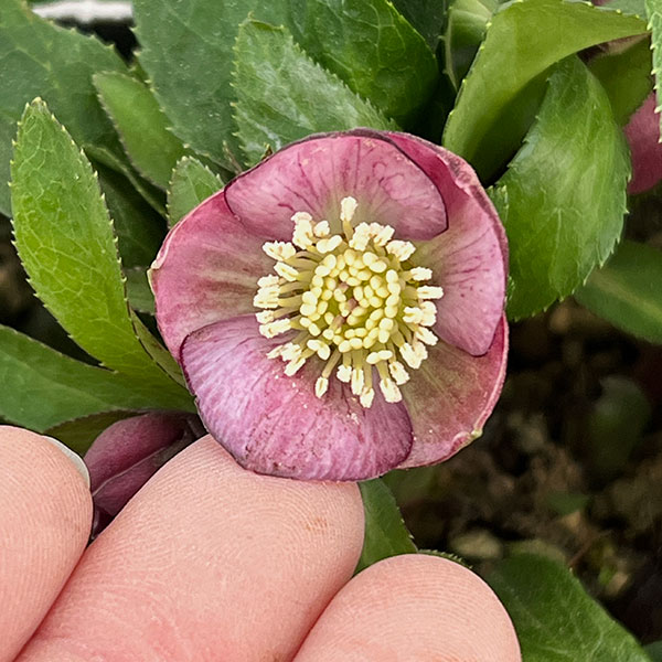 園芸ネット本店｜横山園芸さんのクリスマスローズ：26-23ベビードール