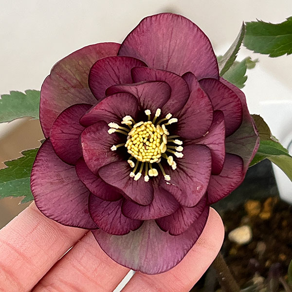 園芸ネット本店｜横山園芸さんのクリスマスローズ：26-29ダブル4.5号