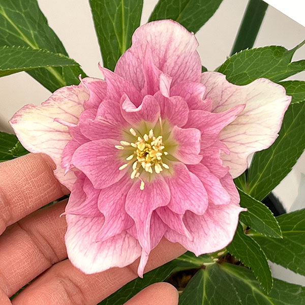 園芸ネット本店｜花郷園さんのクリスマスローズ：26-40ピンク