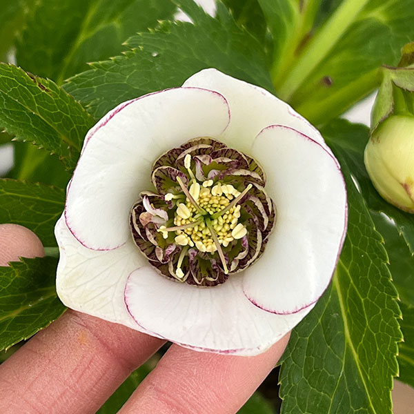 まいさん専用3点おまとめ 分割 クリスマスローズ若泉ファーム雅 園芸