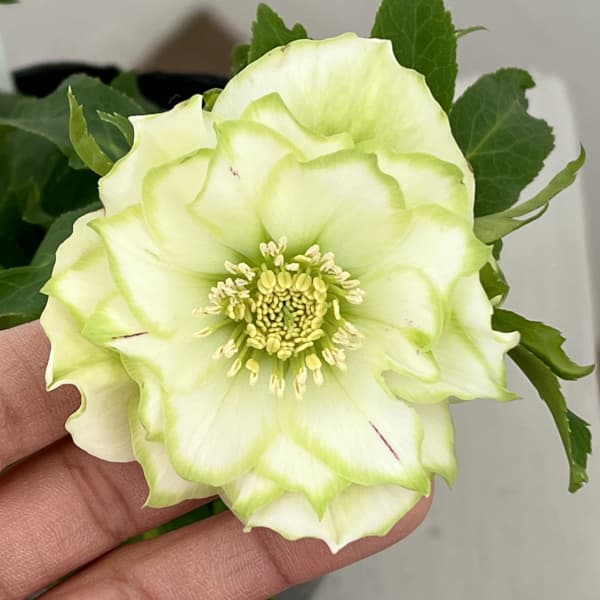 園芸ネット本店｜曽田園芸さんのクリスマスローズ：26-33利休4号ロング