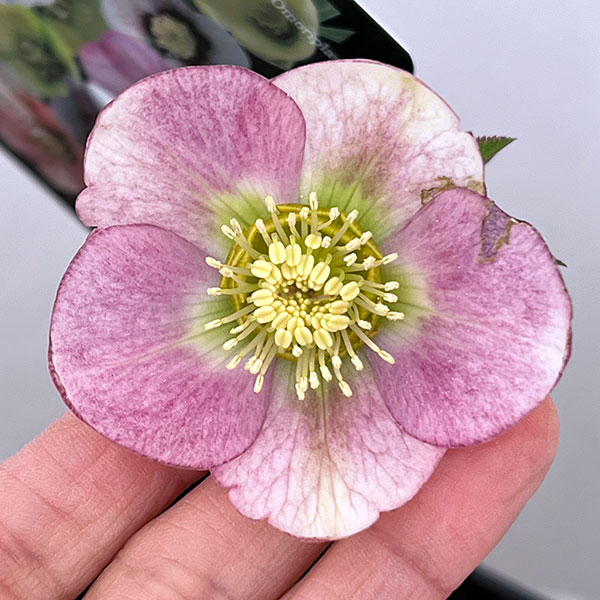 園芸ネット本店｜クリスマスローズ：セレクトシングル26-24／1.5L